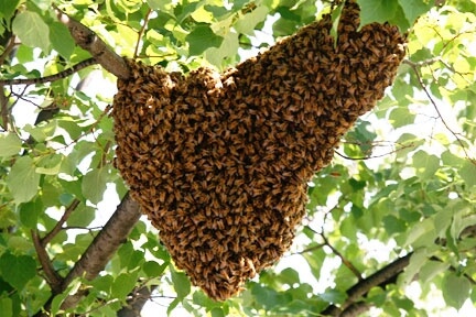 Image of some bees