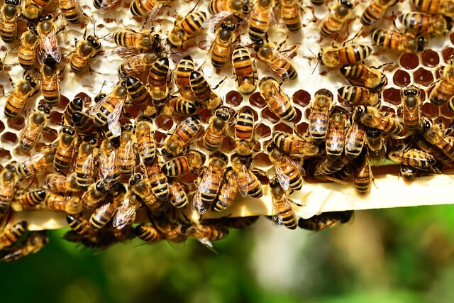 Image of some bees